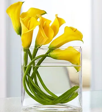 Mini Calla Lily In Rectangle Vase Bouquet - Click Image to Close