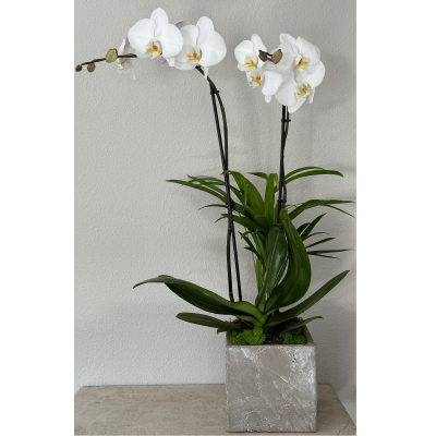 Above The Palm Orchid Planter