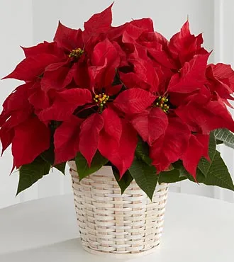 Red Poinsettia Basket - Click Image to Close
