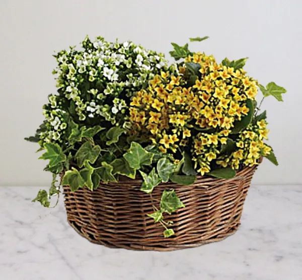 Basket Of Joy Plants - Click Image to Close