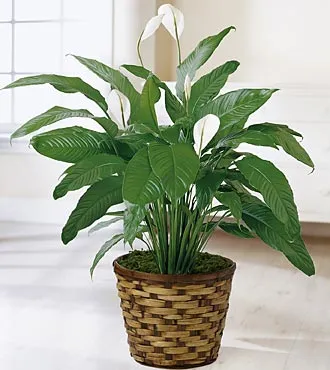 Spathiphyllum Plant - Click Image to Close