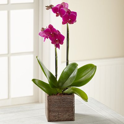 Purple Orchid in Wood Box