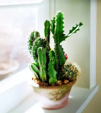 Cactus Garden - Click Image to Close