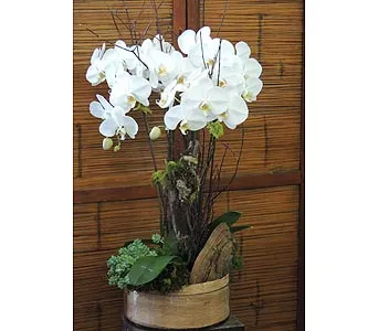 Phalaenopsis Cascade - Click Image to Close
