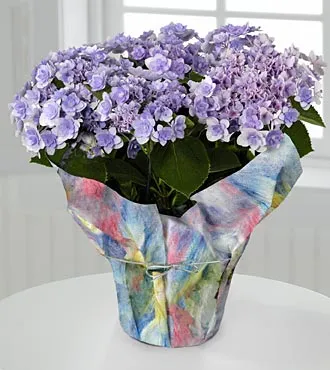 Pretty In Purple Hydrangea Plant - Click Image to Close