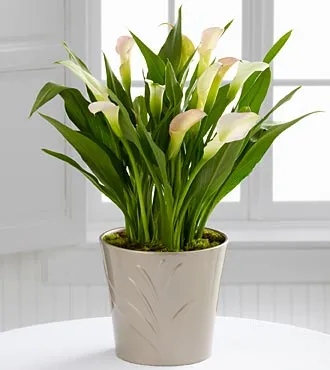 The Cala Lily Plant - Click Image to Close