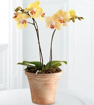 Golden Discovery Orchid - Click Image to Close