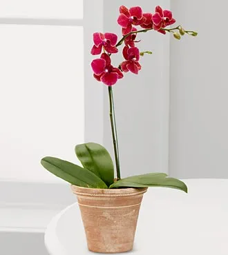 Crimson Skies Orchid - Click Image to Close