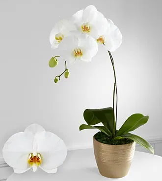 Graceful Greetings Phalaenopsis Orchid - Click Image to Close