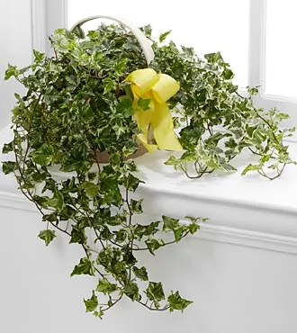 Solace Ivy Planter - Click Image to Close