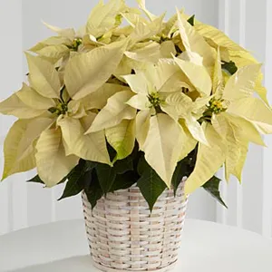 Poinsettia White in Basket - Click Image to Close