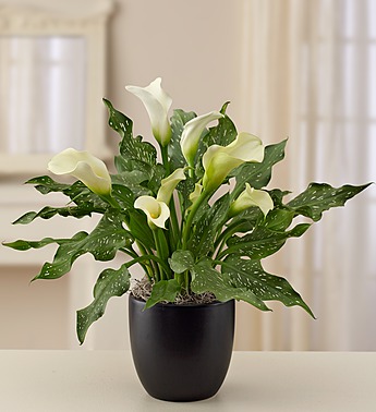 Sophisticated White Calla Lily - Click Image to Close