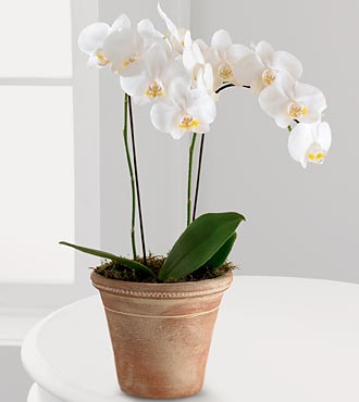 White Glamour Orchid