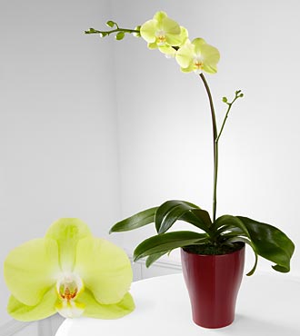Spark Of Happiness Phalaenopsis Orchid