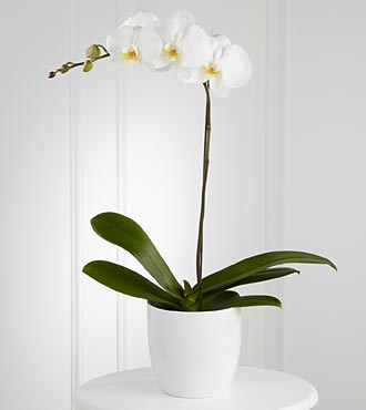 White Orchid Planter - Click Image to Close