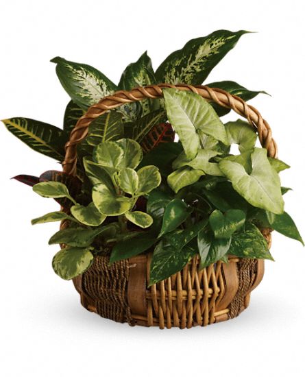 Emeral Garden Basket Plants - Click Image to Close