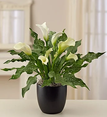 (image for) Sophisticated White Calla Lily