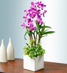 (image for) Classic Memories Orchid Garden