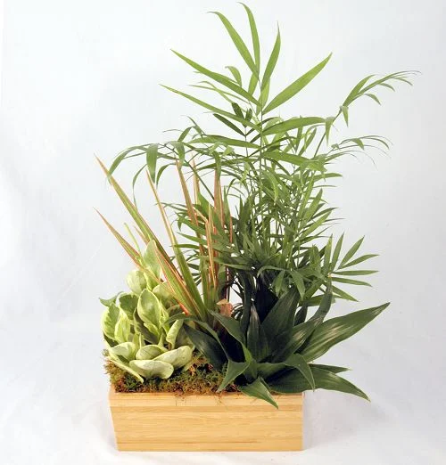(image for) Zen Garden