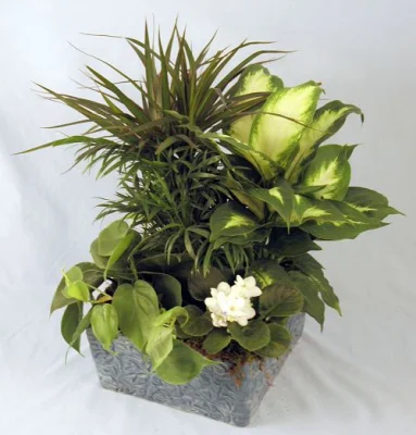 (image for) Tranquility Planter