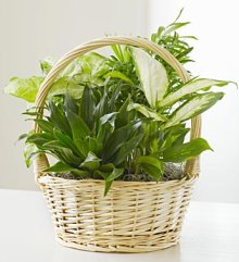 (image for) Classic Dish Garden