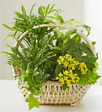 (image for) Thinking of You Dish Garden