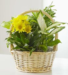 (image for) With Love Dish Garden