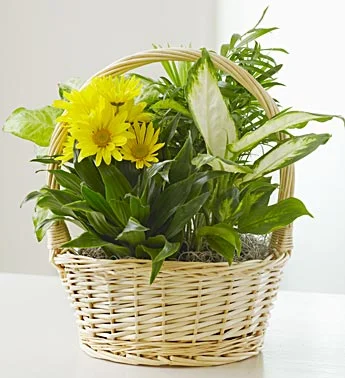 (image for) With Love Dish Garden