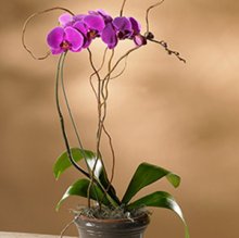 (image for) Purple Phalaenopsis Orchid
