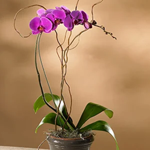 (image for) Purple Phalaenopsis Orchid