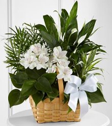 (image for) Peace And Serenity Dishgarden