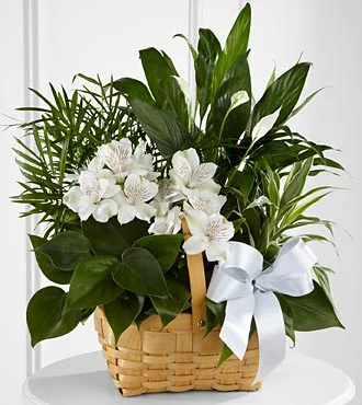 (image for) Peace And Serenity Dishgarden