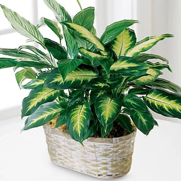 (image for) The Spathiphyllum and Dieffenbachia
