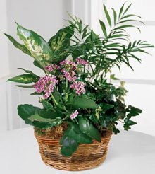 (image for) French Garden
