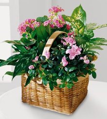 (image for) The Pink Assortment