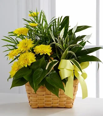 (image for) Loving Light Dishgarden