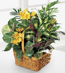 (image for) A Bit Of Sunshine Basket