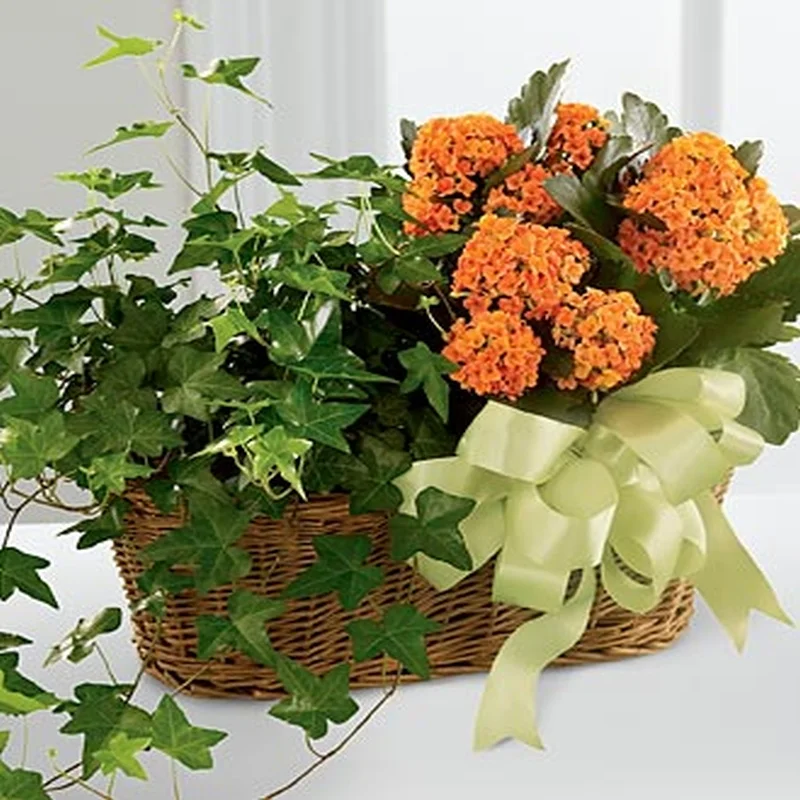 (image for) Kalanchoe And Ivy Planter