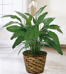 (image for) Spathiphyllum Plant