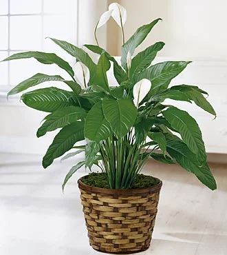 (image for) Spathiphyllum Plant