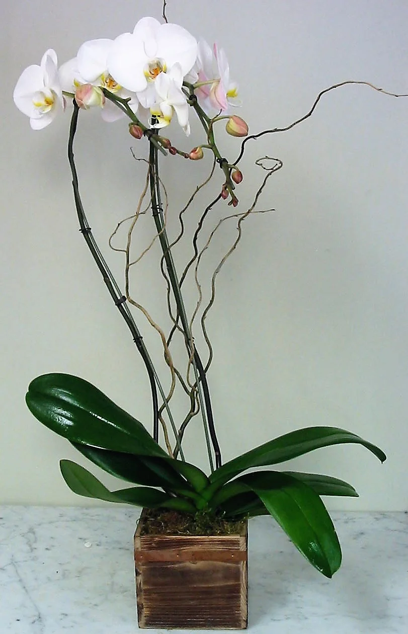 (image for) Double Stems White Phalaenopsis Orchid Umbrella in Wood Box