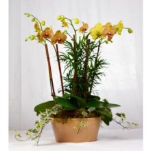 (image for) Phalaenopsis Orchid Garden