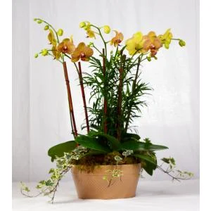 (image for) Phalaenopsis Orchid Garden