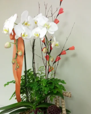 (image for) White Orchid Garden