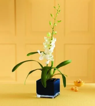 (image for) Irresistible Orchid Plant