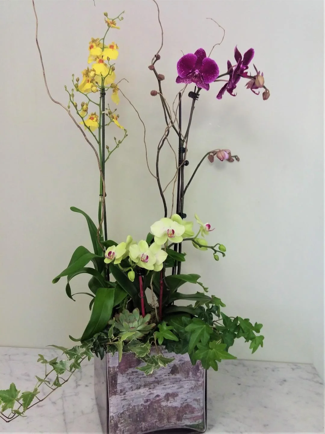 (image for) Lovely Orchid Garden