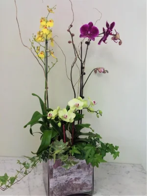 (image for) Lovely Orchid Garden
