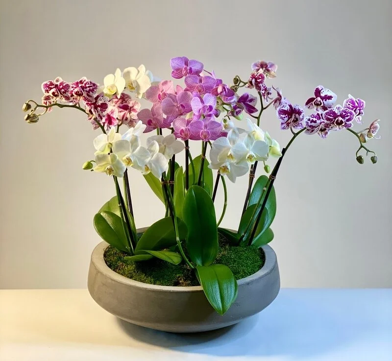(image for) Mini Orchids Garden