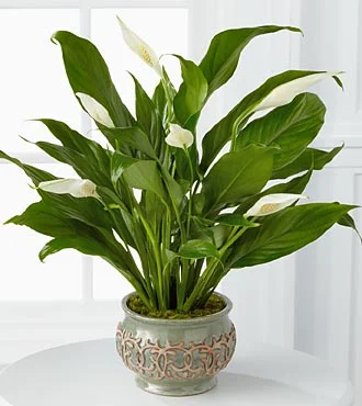 (image for) Serene Peace Plant
