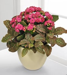 (image for) Graceful Intentions Spring Dish Garden